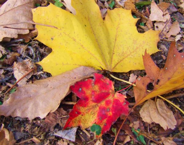 Colorful autumn leaves inspire everything from poetry to vacations,
If you've ever scratched your head wondering what to do with leaves in the yard try a few of these easy-going ideas.